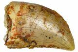 Serrated, Baby Carcharodontosaurus Tooth - Morocco #361032-1